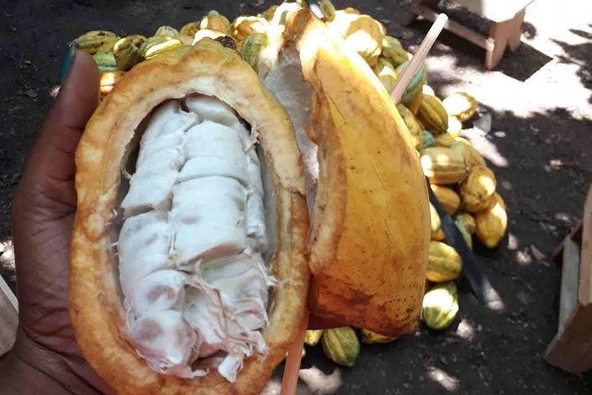 1 Day cocoa farm tour - Why this cocoa tour matters in Ghana