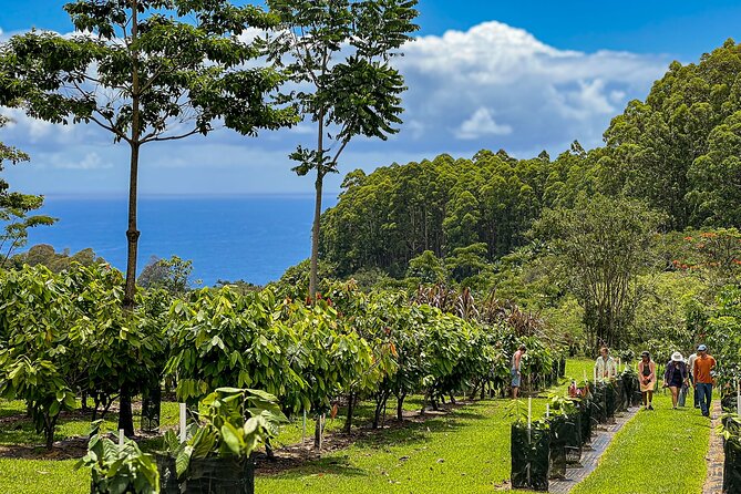 10 Bar Hawaiian Craft Chocolate Tasting Experience - Learning where cacao comes from