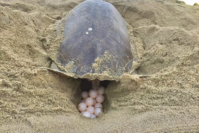 4 in 1 Tour - Mazunte, Cacao Factory, La Ventanilla National Park & Turtle Spawn - La Ventanilla by canoe