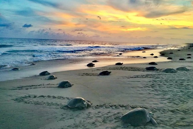 4 in 1 Tour - Mazunte, Cacao Factory, La Ventanilla National Park & Turtle Spawn - Is $218 a fair price?