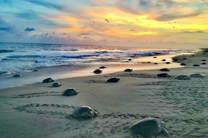 4-in-1 Tour - Mazunte,Cacao Factory, La Ventanilla & Turtle Spawn - Key points to know before booking