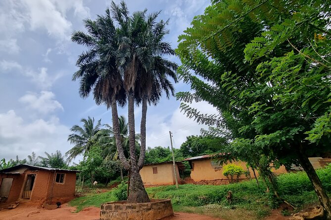 Aburi Botanic Gardens, Boti Falls,Umbrella Rock & Cocoa Farm Tour - The three-headed palm tree at Boti