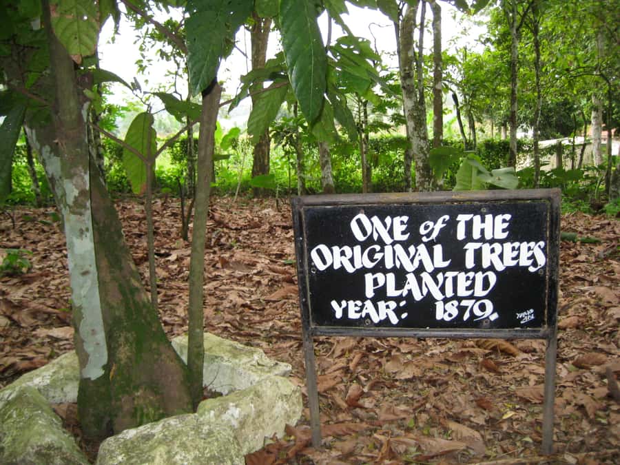 Accra Aburi Eco & Cocoa Experience: Gardens Waterfall &Lunch - Lunch and the practical value of a bundled day