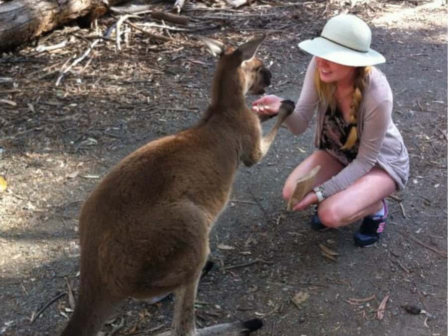 Adelaide: Barossa Day Out: Wines, Brewery, Chocolate & Lunch - What the bus ride and guide add