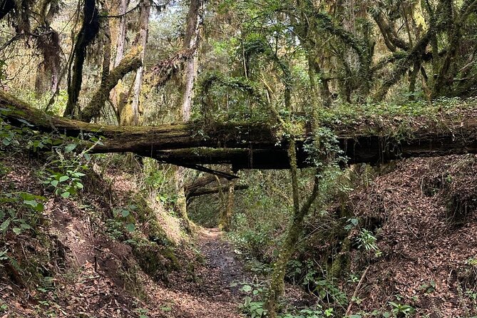 Amazing Walk through the Zapotec Mountains with Hot Chocolate - Five things to know before you book