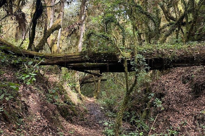 Amazing Walk through the Zapotec Mountains with Hot Chocolate - What $93 buys you