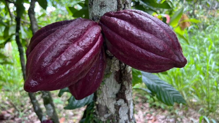 Ancestral Cocoa Tasting in Ronda – Tree to Cup Experience - From fresh fruit to fermented beans