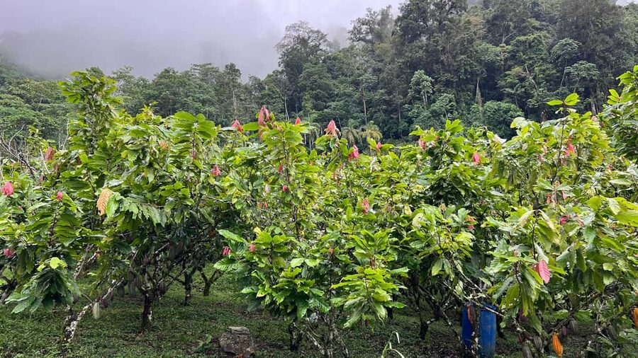 Ancestral Cocoa Tasting in Ronda – Tree to Cup Experience - Agostina’s introduction sets the tone