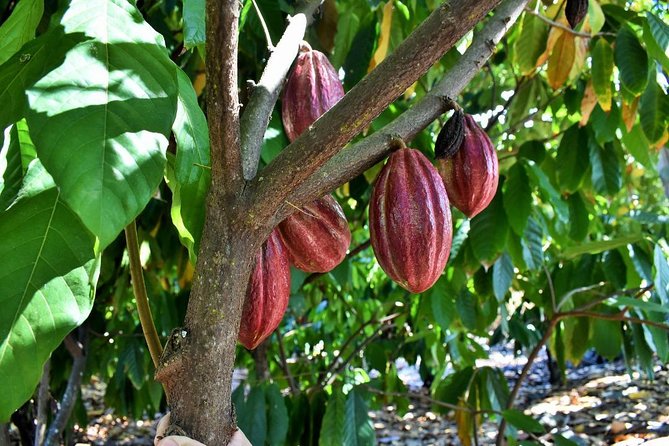 Award Winning Farm Tour: Coffee, Chocolate and Unique Gifts - Timing, group size, and practical details