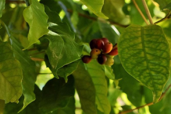 Award Winning Farm Tour: Coffee, Chocolate and Unique Gifts - Who will enjoy this farm tour?