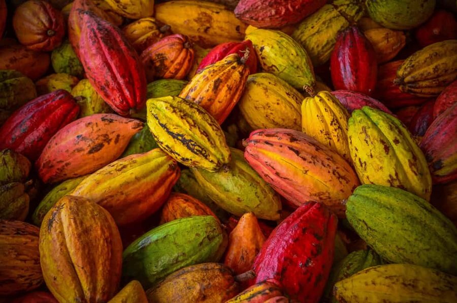 Basel: Guided Local Chocolates Tasting - From South American cocoa to Swiss chocolate