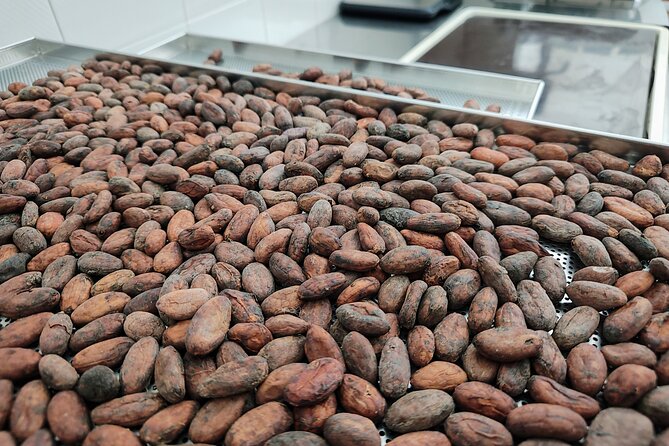 Become a chocolatier for a day, in Modica raw chocolate - Understanding cocoa before you make chocolate