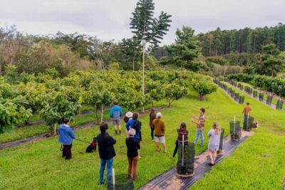 Big Island Hawaii: Craft Chocolate Tasting and Farm Tour