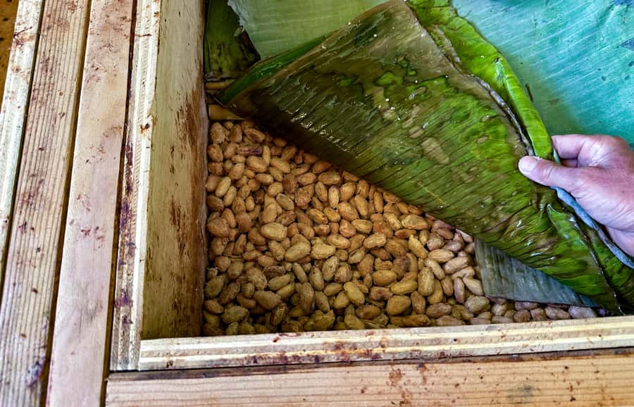Big Island Hawaii: Craft Chocolate Tasting and Farm Tour - A short history lesson from Mesoamerica to Hawaii