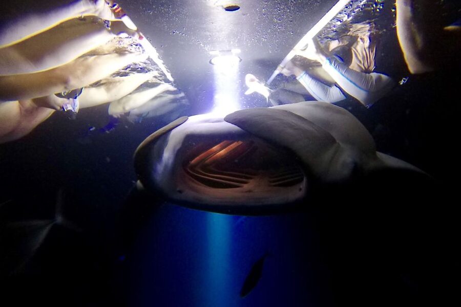 Big Island: Night Swim with Manta Ray with Hot Chocolate - Why Kona’s night manta swim is special