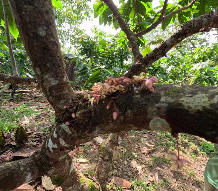 Bohol Chocolate Making and Farm Tour - What families should know