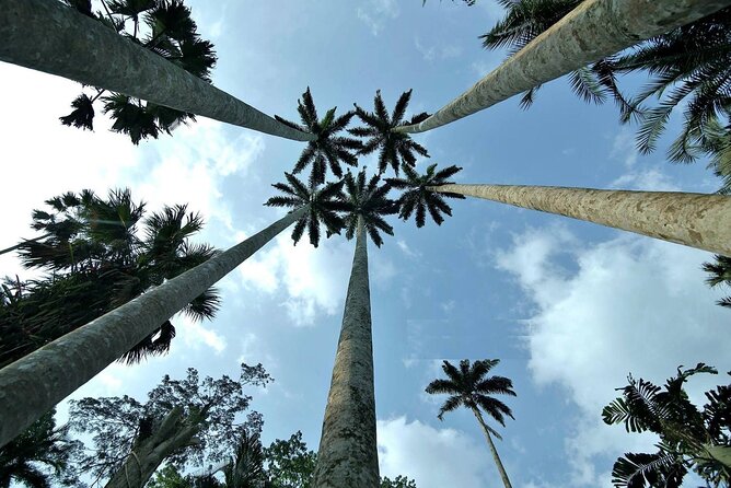 Boti Falls, Umbrella Rock, Aburi Gardens & Cocoa Farm Day Tour - Four Ghana sights in one long day