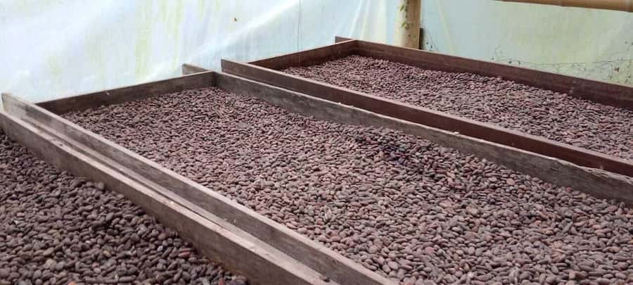 Cacao and Coffee Tour - Key points to know before booking