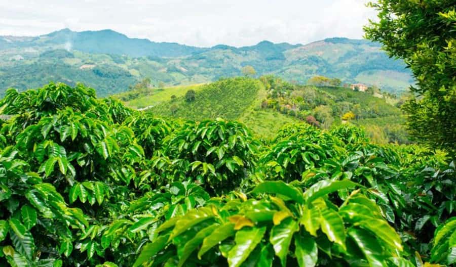 Cacao and Coffee Tour - Visiting a coffee and cacao farm founded in 1960