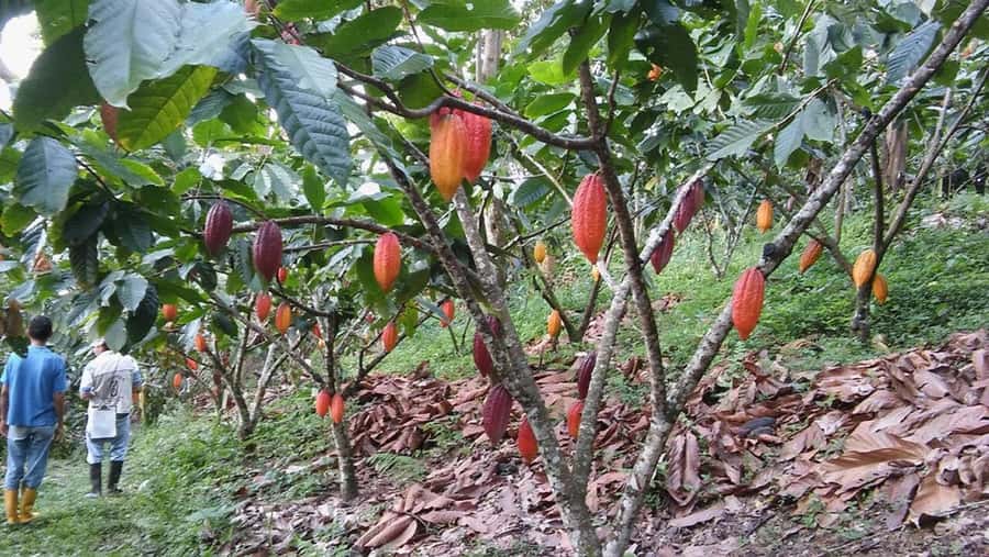 Cacao and Coffee Tour - The cacao exfoliating treatment