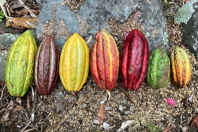 Cacao day experience from the wood to your cup! - A handmade cup before the mountain walk