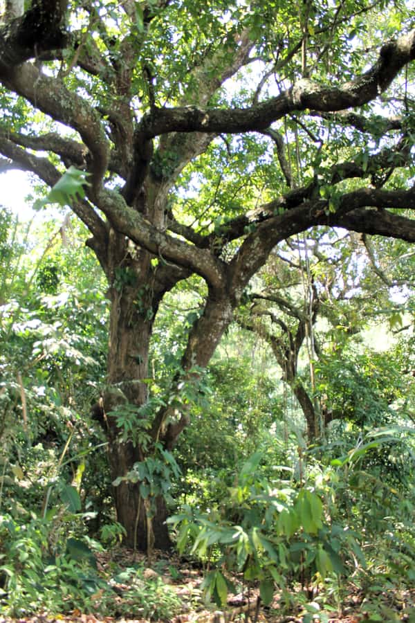 Cacao Experience Tour - Key points to know before you go