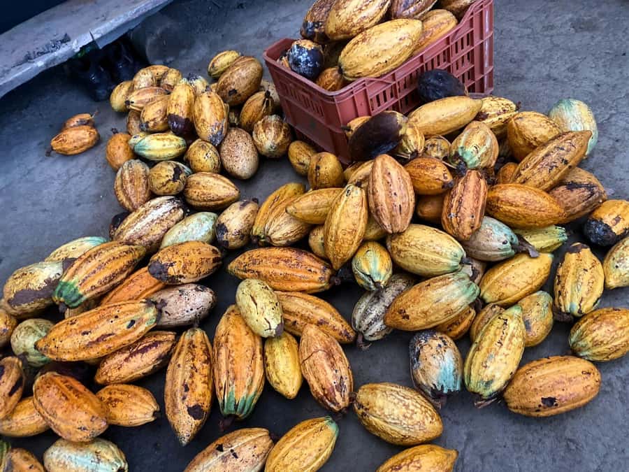 Cacao Experience Tour - Wildlife, birds, and plants along the route
