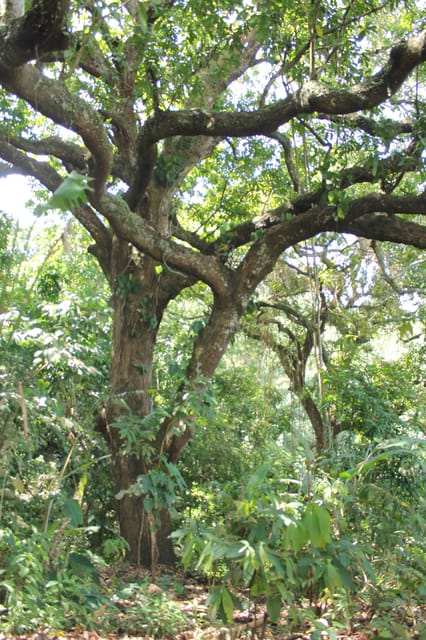 Cacao Experience Tour - Should you book the Minca cacao tour?