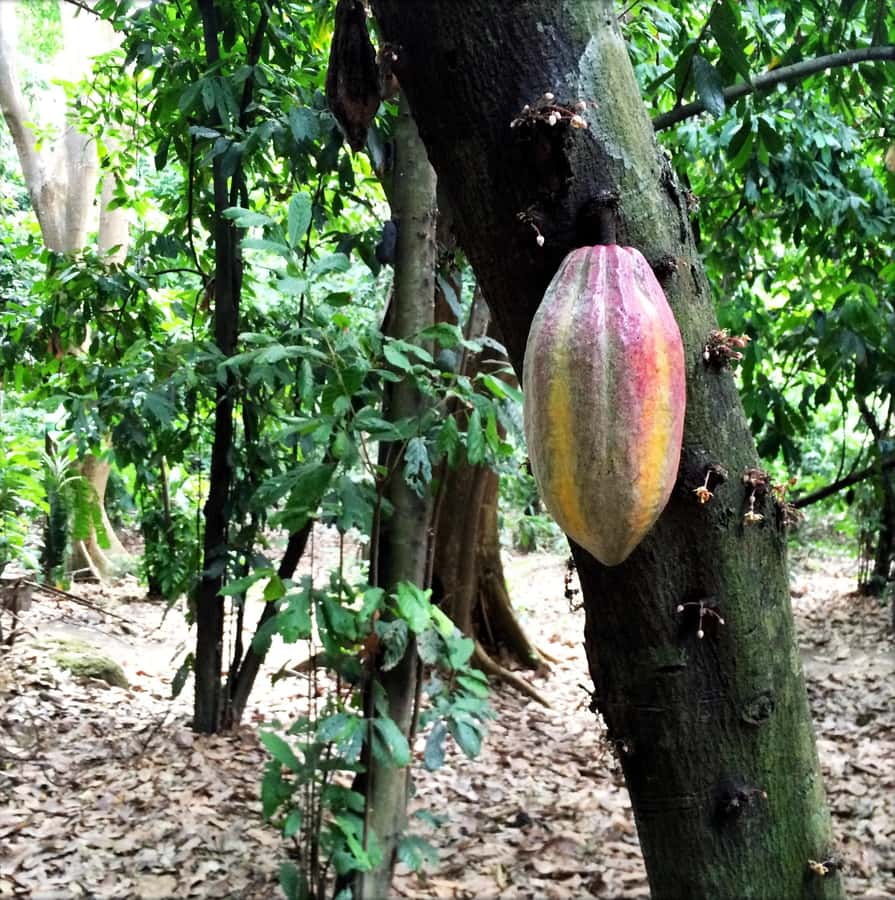Cacao Experience Tour - Entering the cacao forest