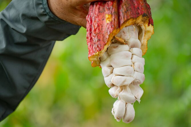 Cacao Farm Excursion Day Trip from Guayaquil - Following cacao from seed to ripe fruit