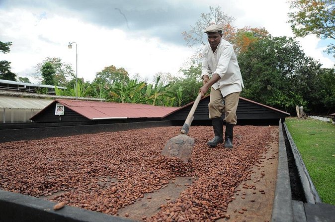 Cacao Plantation and Chocolate Factory Tour- Chocolate Lovers - The drive from Santo Domingo and meeting details
