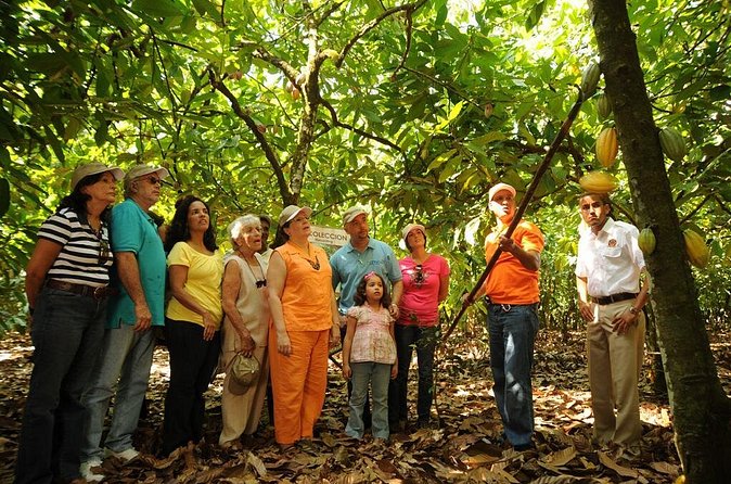 Cacao Plantation and Chocolate Factory Tour- Chocolate Lovers - Who will enjoy this tour most?