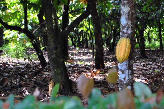 Cacao Plantation and Chocolate Factory Tour- Chocolate Lovers - Inside La Esmeralda Chocolate Factory
