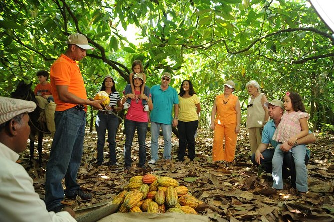 Cacao Plantation and Chocolate Factory Tour- Classic - Key Points Before You Book