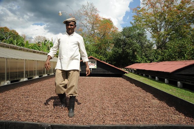 Cacao Plantation and Chocolate Factory Tour- Classic - From Cacao Pod to Chocolate Bar
