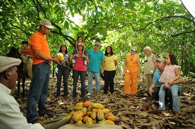 Cacao Plantation and Chocolate Factory Tour- Classic - Dominican Buffet Lunch and Hot Chocolate