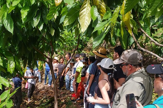 Cacao Walking Tour in Puerto Rico - Key details at a glance