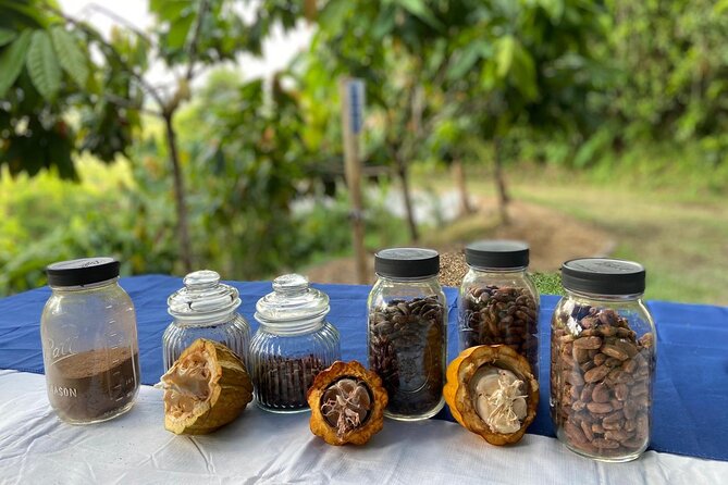 Cacao Walking Tour in Puerto Rico - Following cacao from flower to fruit