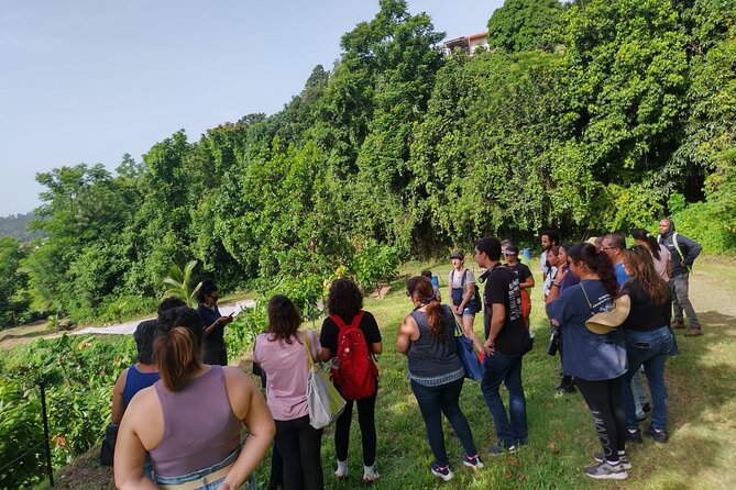 Cacao Walking Tour in Puerto Rico - Tasting cacao at several stages