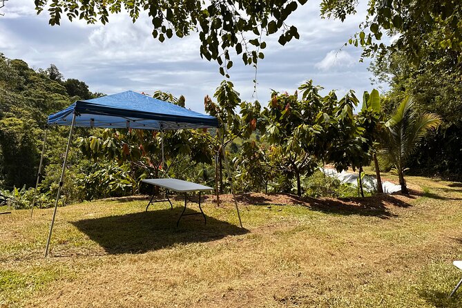 Cacao Walking Tour in Puerto Rico - What the $35 price gets you
