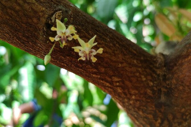 Cacao Walking Tour in Puerto Rico - Why families may enjoy this farm visit