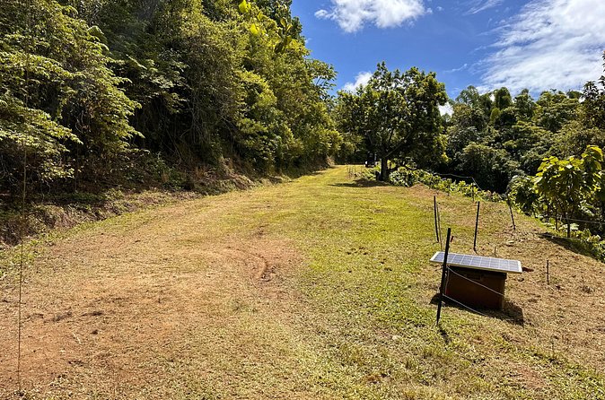 Cacao Walking Tour in Puerto Rico - Who should book the cacao tour