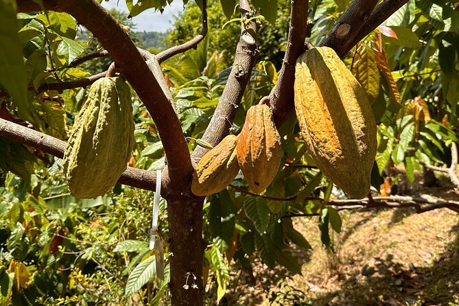 Cacao Walking Tour in Puerto Rico - Walking the hillside paths and seeing contour farming