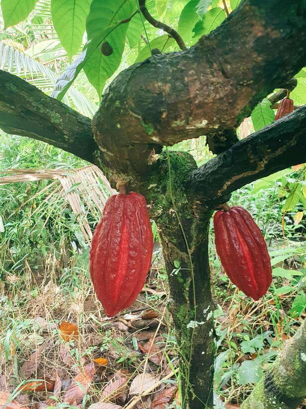 Can Tho: Countryside Cycling Tour with Cocoa Farm Visit - Key points to know before you book