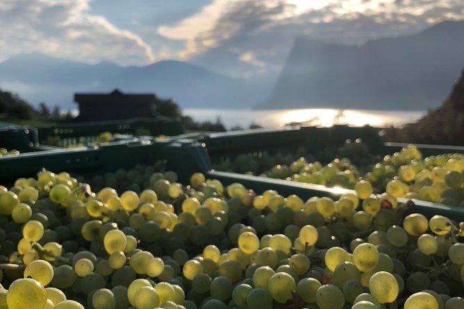Cheese, Chocolate and Wine in the Bern Region from Luzern - A nine-hour route with a lot packed in