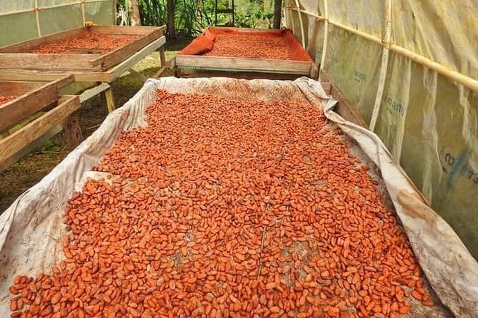 Chocolate and Coffee Tour Farm Don Jorge - Is $50 a fair price?