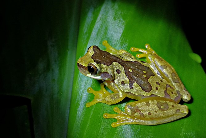Chocolate and Night Tour in La Fortuna - Key points to know before booking