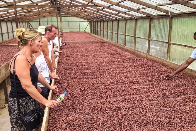 Chocolate Factory Belmont Estate, Annandale Falls & Grand Etang Lake Tour - Timing, weather, and changes to watch