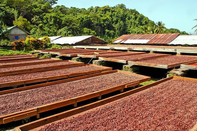 Chocolate Factory Belmont Estate, Annandale Falls & Grand Etang Lake Tour - Who will enjoy this Grenada tour most?