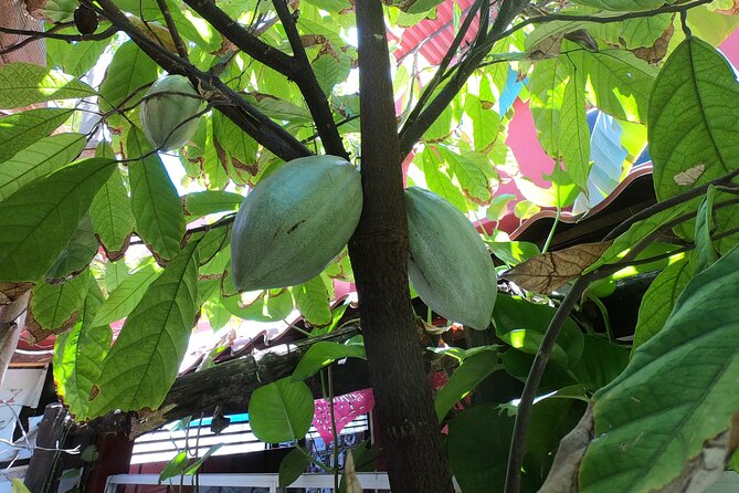 Chocolate Tasting & mayan Presentation - Practical tips for a smoother day